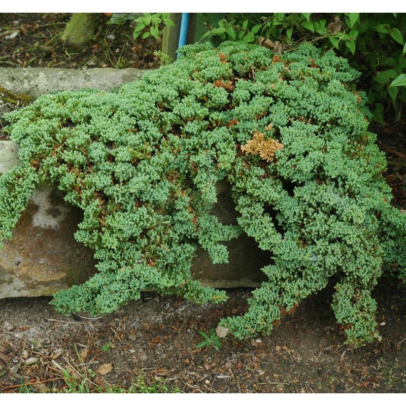 Juniperus procumbens 'Nana' - Bonin Island Juniper Juniperus procumbens 'Nana' - Bonin Island Juniper