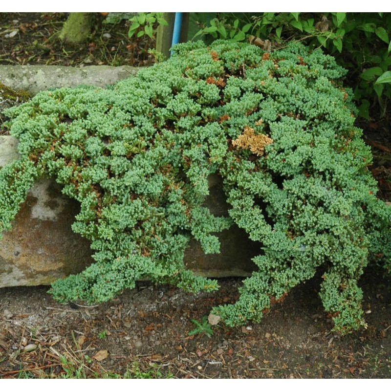 Juniperus procumbens 'Nana' - Bonin Island Juniper