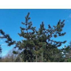 Pinus tabuliformis - spreading habit
