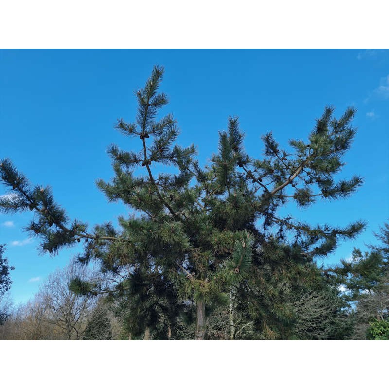 Pinus tabuliformis - spreading habit Pinus tabuliformis - spreading habit