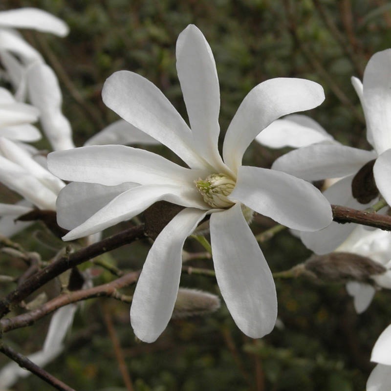 Magnolia kobus - spring flowers