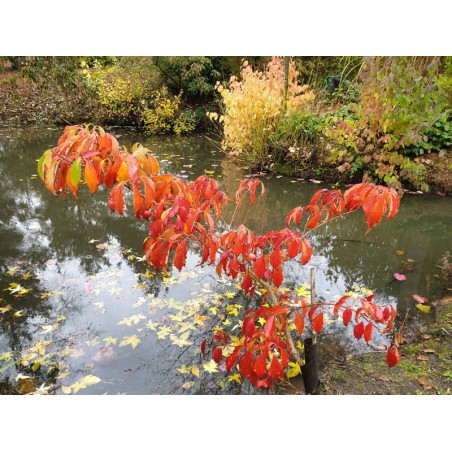 Cornus kousa 'Bultinck's Giant Flower' - autumn colour Cornus kousa 'Bultinck's Giant Flower' - autumn colour