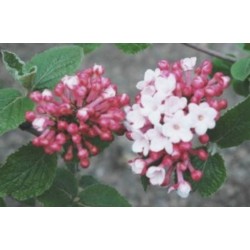 Viburnum carlesii 'Diana' - spring flowers