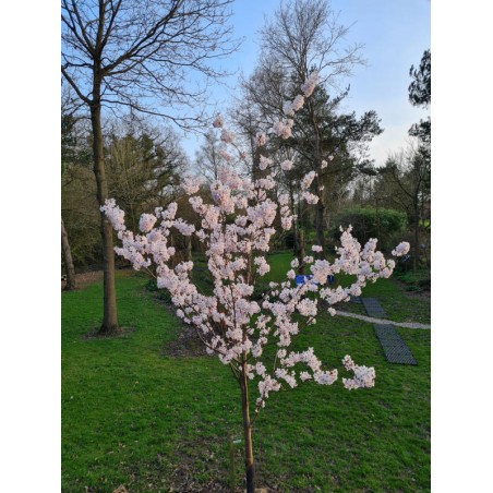 Prunus 'Pandora' - flowers in spring Prunus 'Pandora' - flowers in spring