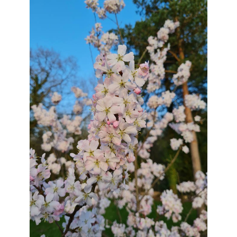 Prunus 'Pandora' - flowers close up