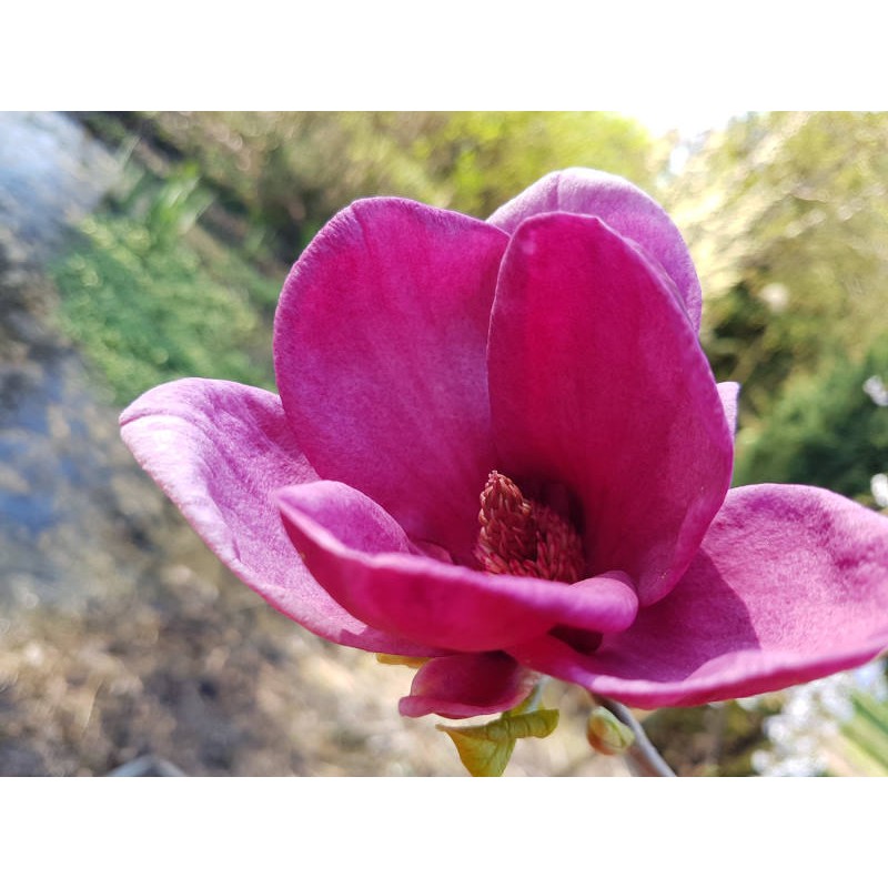 Magnolia 'Genie' - dark purple spring flowers Magnolia 'Genie' - dark purple spring flowers