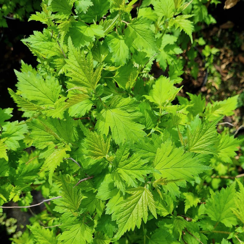 Neillia uekii - spring leaves