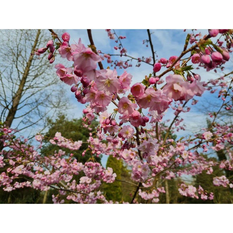 Prunus 'Accolade' - spring flowers