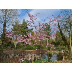 Prunus 'Accolade' - 5 - 6 year old tree in flower