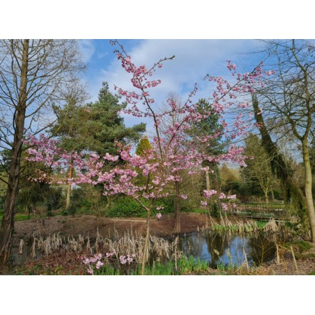 Prunus 'Accolade' - 5 - 6 year old tree in flower