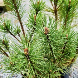 Pinus mugo - dark green needles