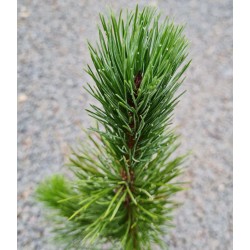 Pinus aristata - young plant