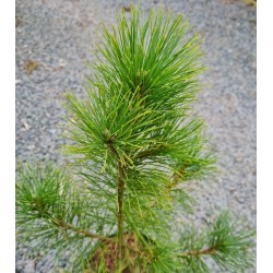 Pinus peuce - young plant