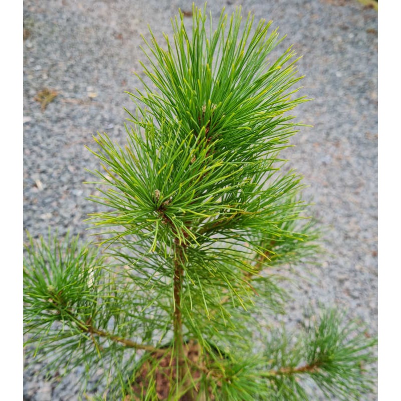 Pinus peuce - young plant Pinus peuce - young plant