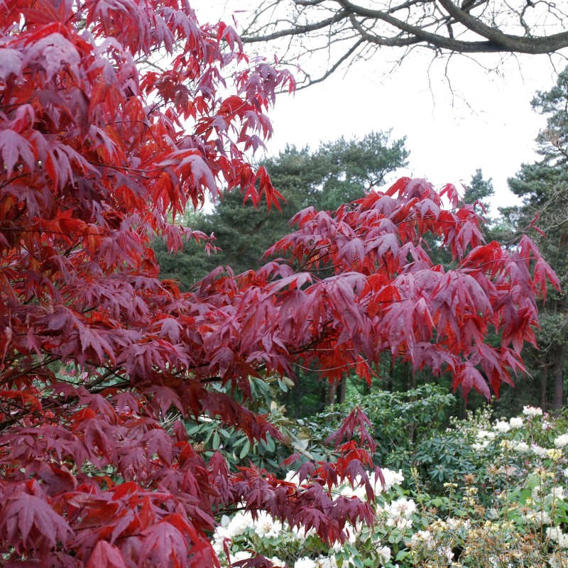 Acer palmatum 'Atropurpureum' - spring/summer purple leaves Acer palmatum 'Atropurpureum' - spring/summer purple leaves