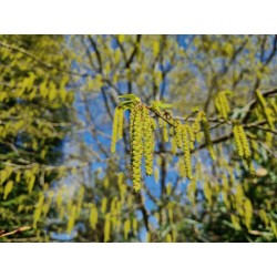 Ostrya carpinifolia- spring catkins