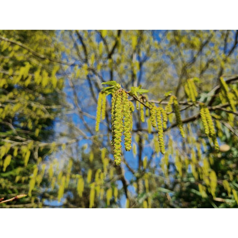 Ostrya carpinifolia- spring catkins