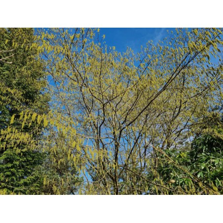 Ostrya carpinifolia - catkins on an established tree Ostrya carpinifolia - catkins on an established tree