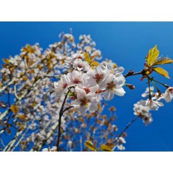 Prunus x hillieri 'Spire' - spring flowers