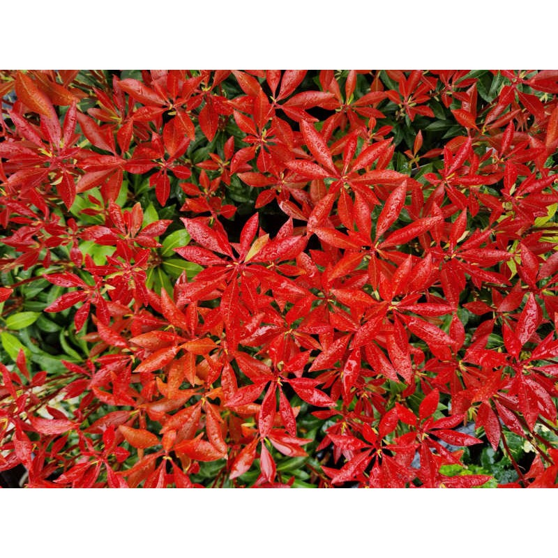 Pieris japonica 'Mountain Fire' - colourful spring leaves