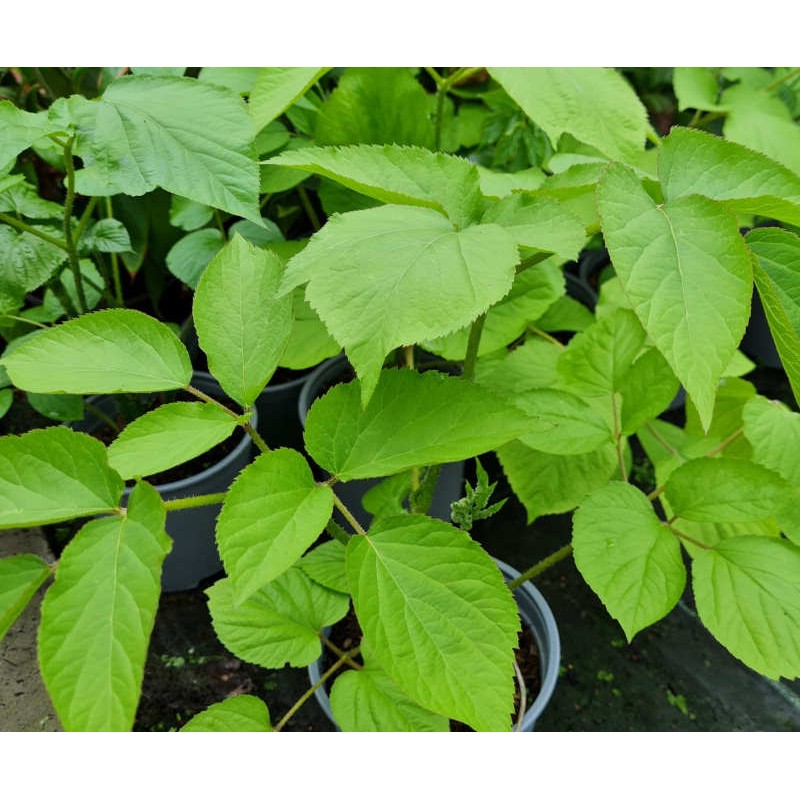 Aralia cordata - fresh leaves in Spring Aralia cordata - fresh leaves in Spring