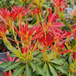 Pieris japonica 'Forest Flame' - bright red leaves in Spring