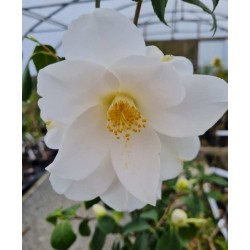 Camellia japonica 'Lily Pons' - spring flower
