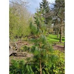 Pinus patula - 5 to 6 year old specimen growing in Derbyshire