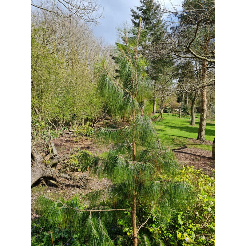 Pinus patula - 5 to 6 year old specimen growing in Derbyshire Pinus patula - 5 to 6 year old specimen growing in Derbyshire
