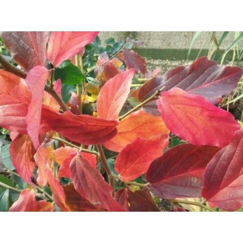 Parrotia persica 'Bella' - autumn colour