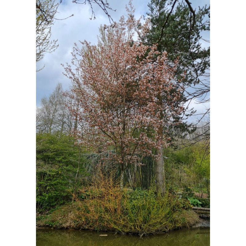 Amelanchier x grandiflora 'Robin Hill' - established small tree