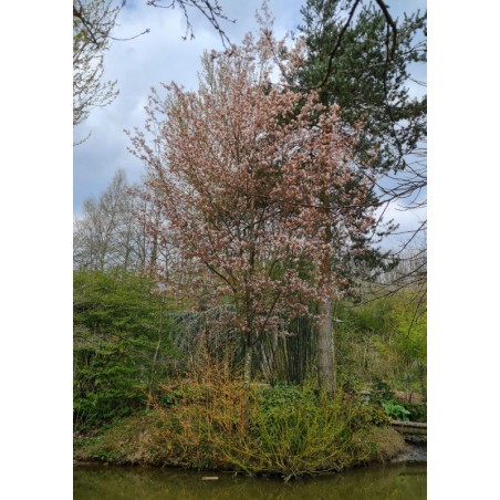 Amelanchier x grandiflora 'Robin Hill' - established small tree Amelanchier x grandiflora 'Robin Hill' - established small tree