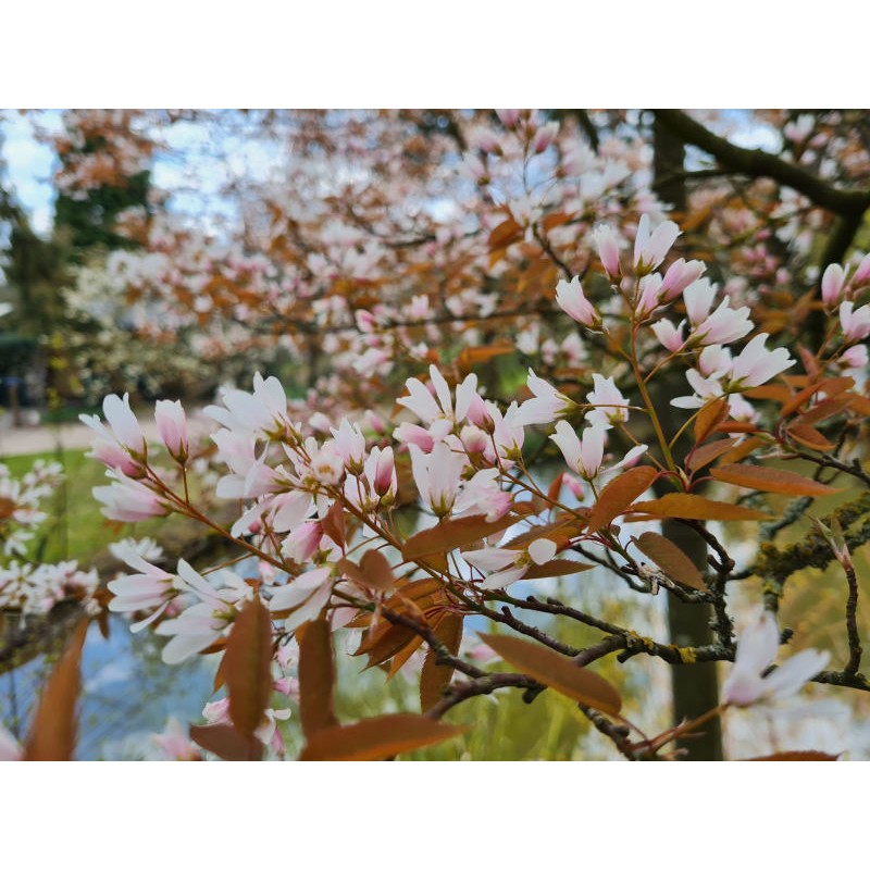 Amelanchier x grandiflora 'Robin Hill' - spring flowers