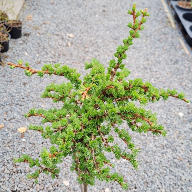 Larix kaempferi 'Nana' - coming into leaf in Spring Larix kaempferi 'Nana' - coming into leaf in Spring