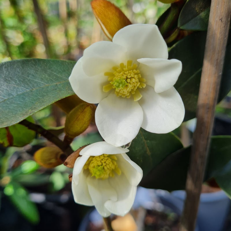 Magnolia laevifolia - spring flowers Magnolia laevifolia - spring flowers