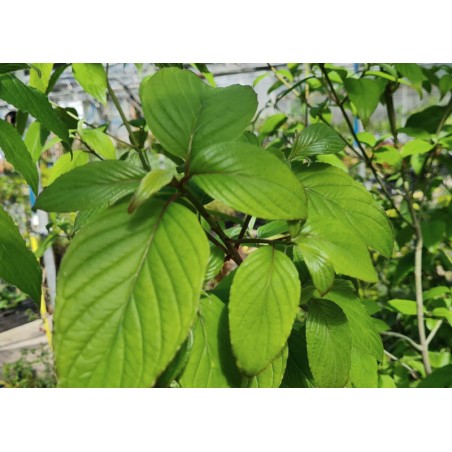 Cornus macrophylla - leaves in Spring