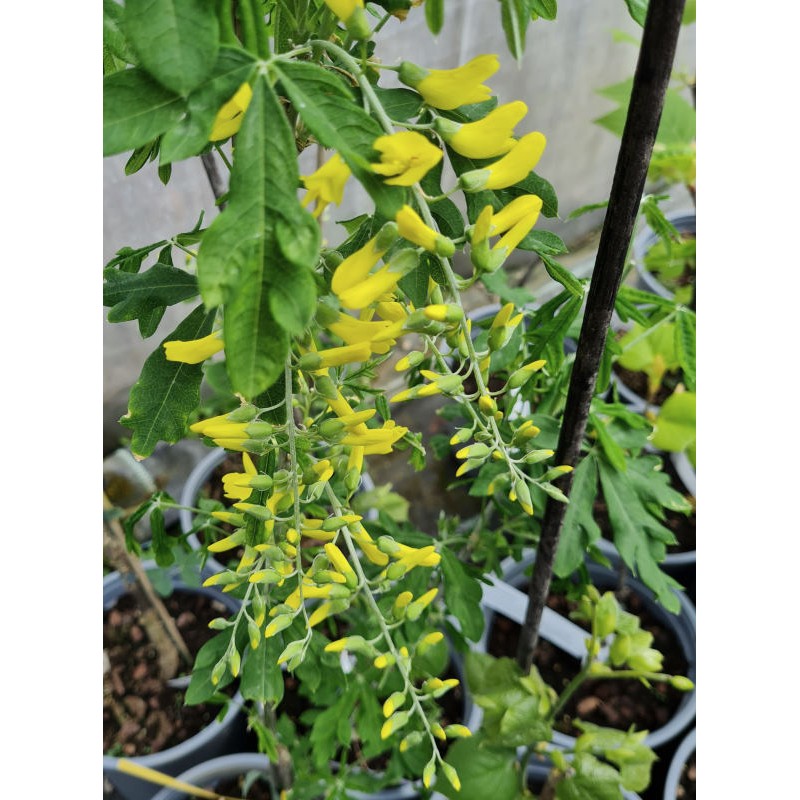 Laburnum alpinum 'Quercifolia' - summer flowers