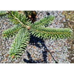 Abies numidica 'Glauca' - needles