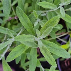 Buddleja alternifolia 'Argentea' - silvery-green young leaves in Spring
