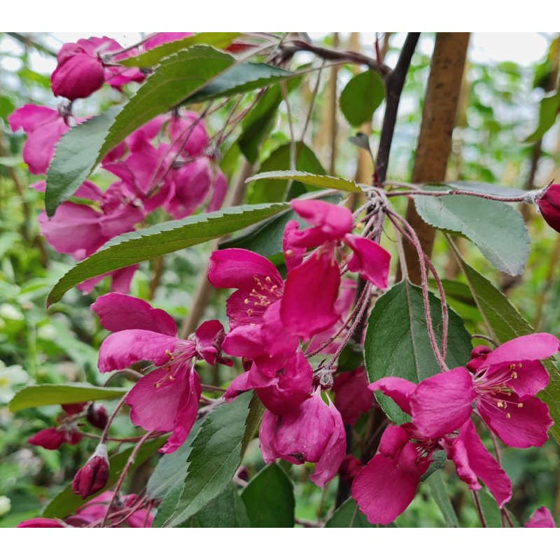 Malus x 'Crimson Cascade' - spring flowers close up