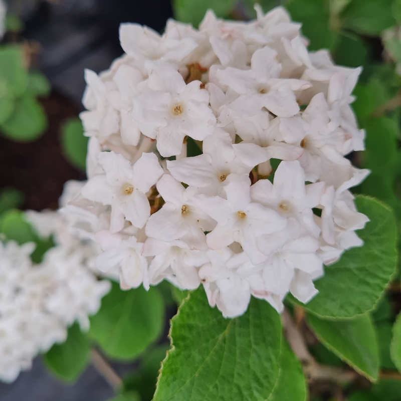 Viburnum carlesii