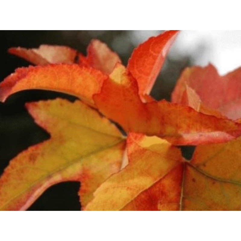 Liquidambar styraciflua 'Palo Alto' - autumn colour
