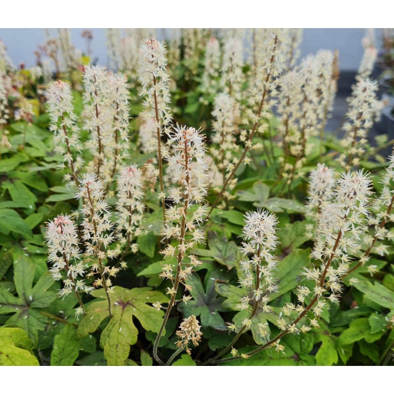 Tiarella 'Spring Symphony' - white flowers in May