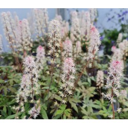 Tiarella 'Raspberry Sundae' - flowers in May