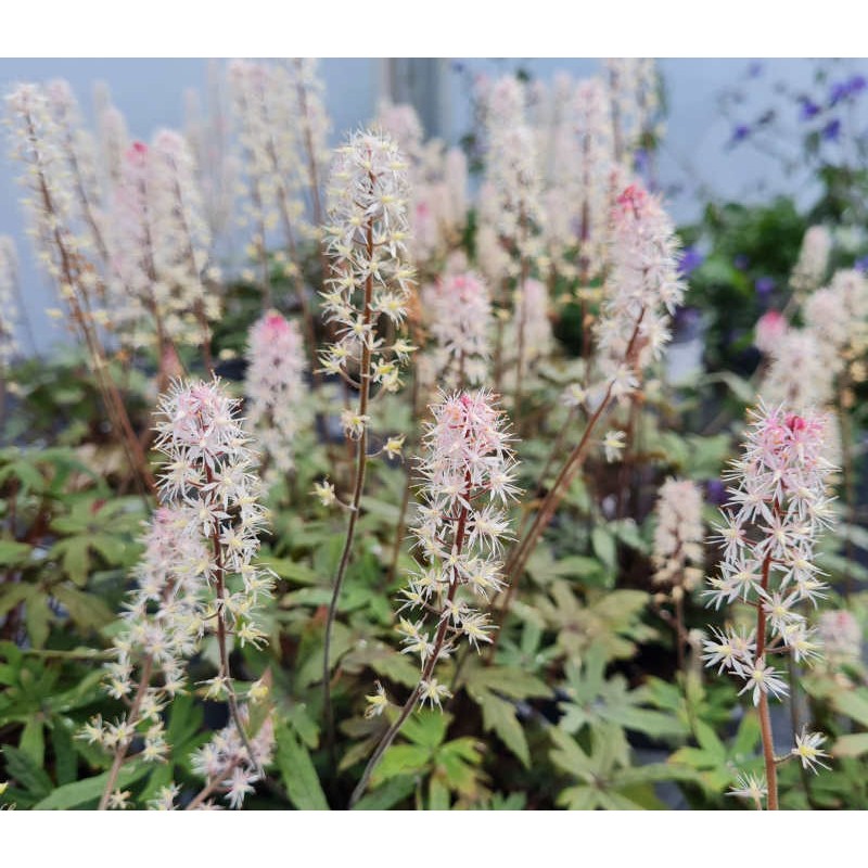 Tiarella 'Raspberry Sundae' - flowers in May