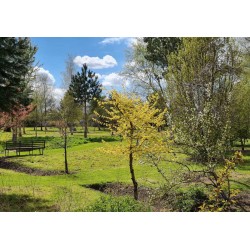 Acer campestre 'Postelense' - leaf colour in Spring