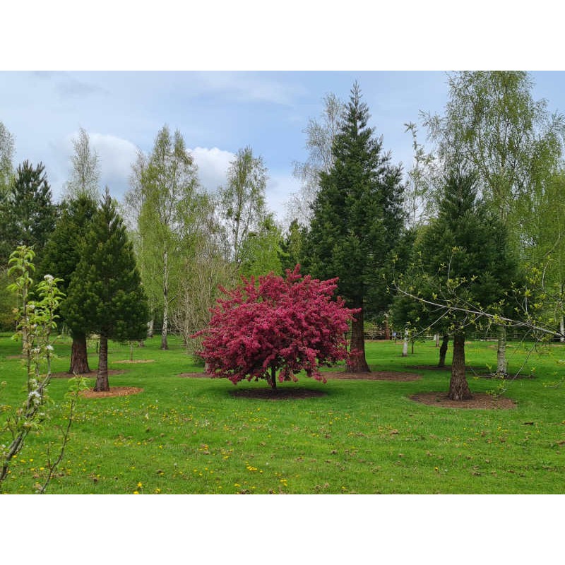 Malus 'Indian Magic' - established tree flowering in May