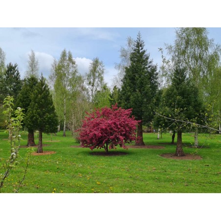 Malus 'Indian Magic' - established tree flowering in May