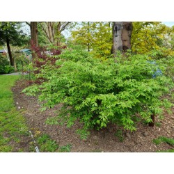 Euonymus alatus 'Blade Runner' - specimen plant coming into leaf in May