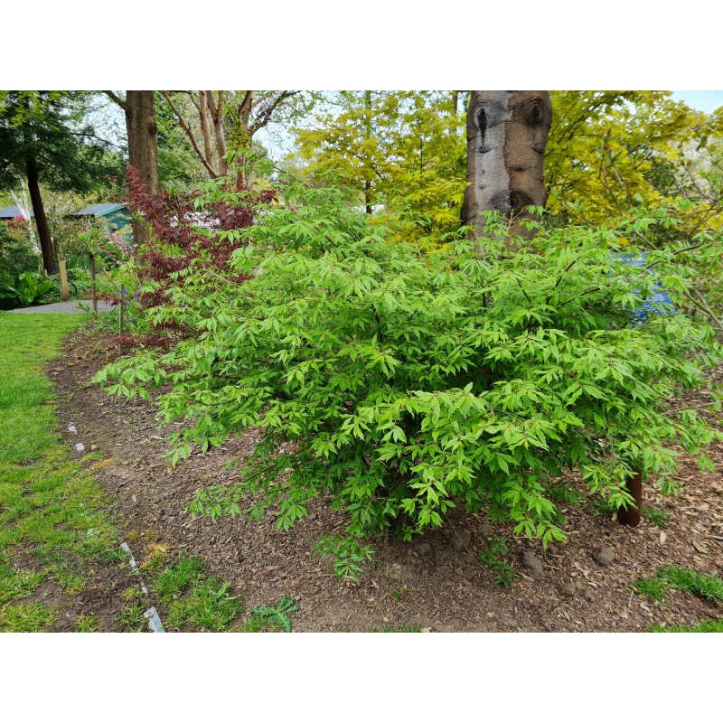 Euonymus alatus 'Blade Runner' - specimen plant coming into leaf in May